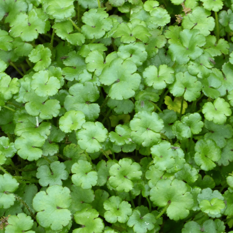 Hydrocotyle Nova Zealand Miniature Pennywort 1 Ltr