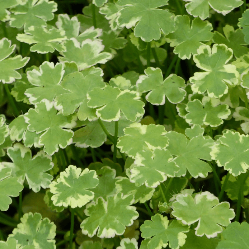 Hydrocotyle Sibthorpioides Variegata Crystal Confetti 1 Ltr