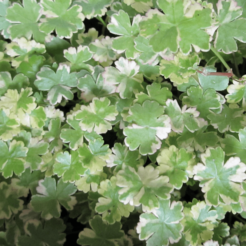 Hydrocotyle Sibthorpioides Variegata Crystal Confetti 1 Ltr