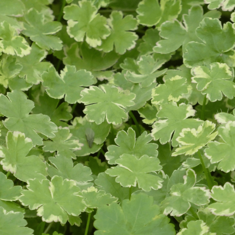 Hydrocotyle Sibthorpioides Variegata Crystal Confetti 1 Ltr