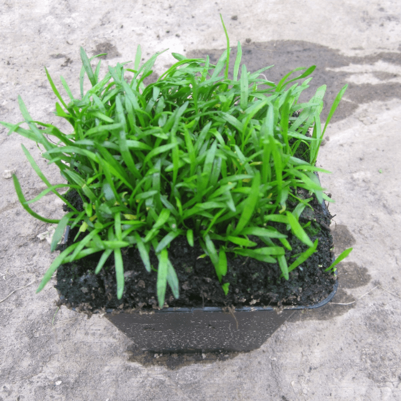 Lilaeopsis Brasiliensis Brazilian Micro Sword 1 Ltr