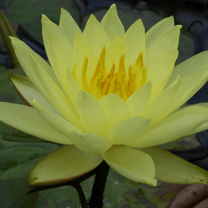 Nymphaea Lemon Mist Water Lily 3 Ltr