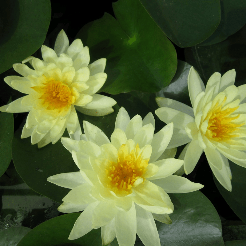 Nymphaea Lemon Mist Water Lily 3 Ltr