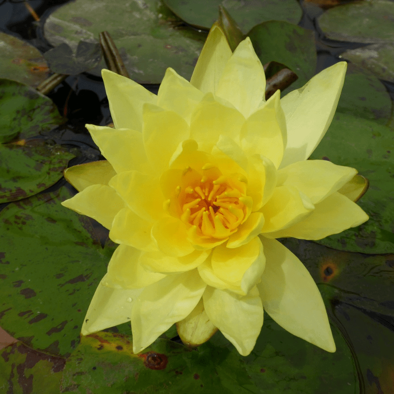 Nymphaea Lemon Mist Water Lily 3 Ltr