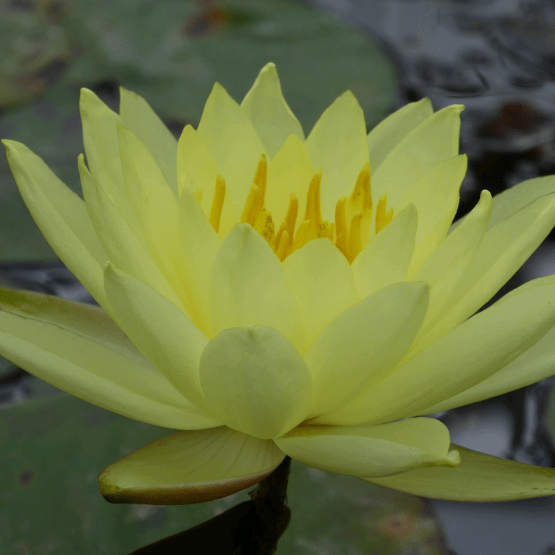 Nymphaea Lemon Mist Water Lily 3 Ltr