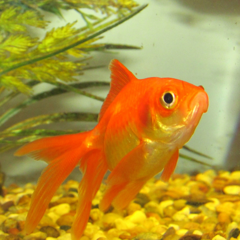 Red Fantail Goldfish 2-3"