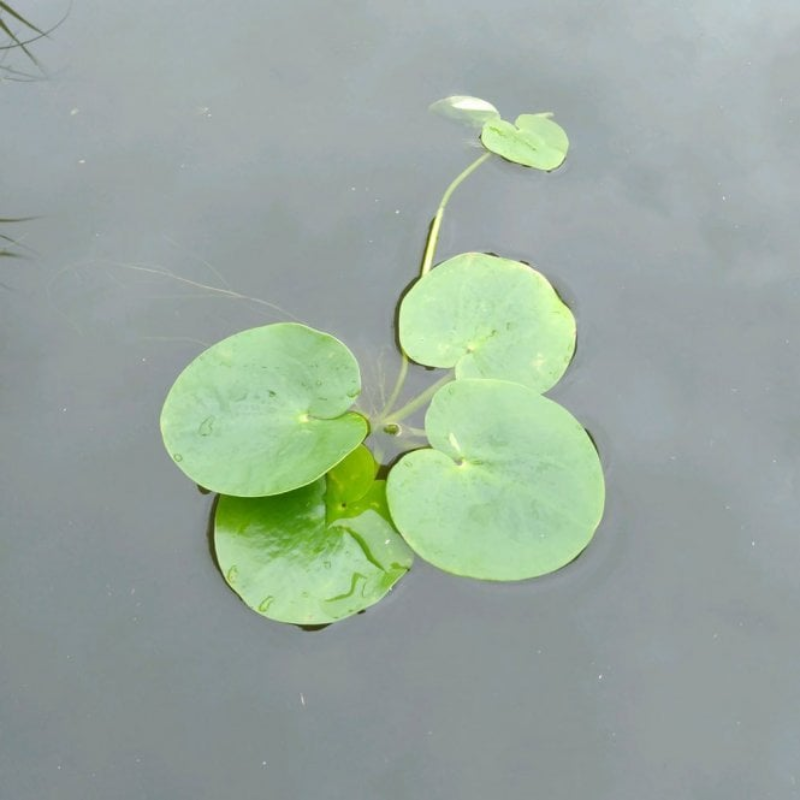 smooth frogbit