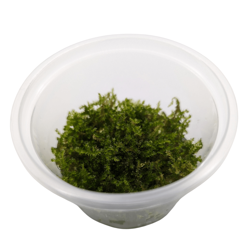 Aquadip Christmas Moss Vesicularia Montagnei In-Vitro Cup