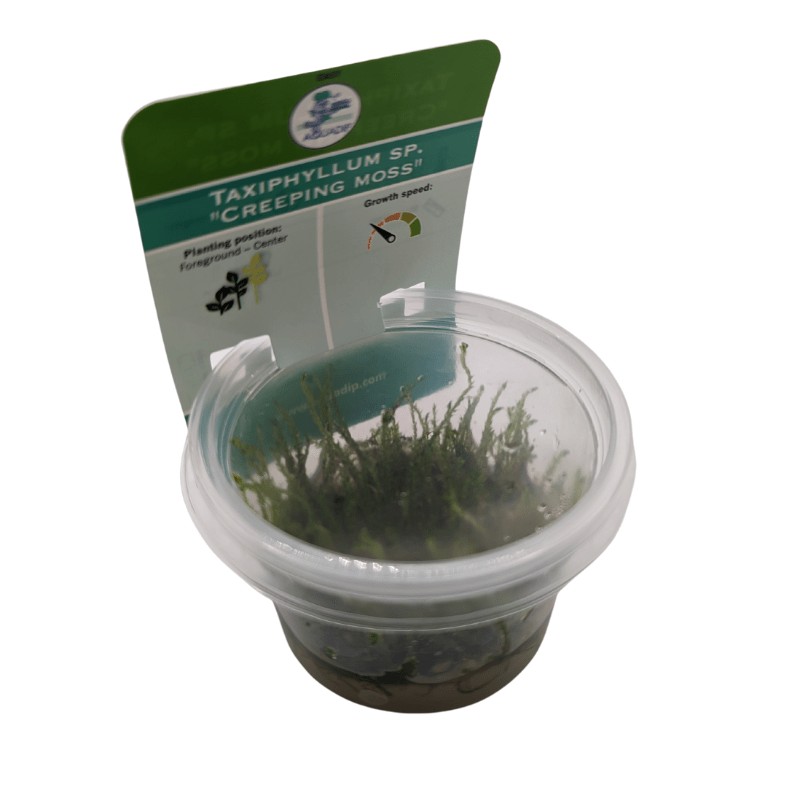 Aquadip Creeping Moss Taxiphyllum Sp. In-Vitro Cup