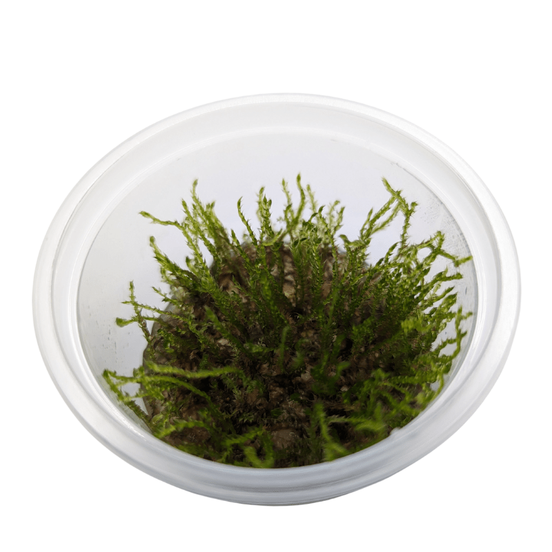 Aquadip Creeping Moss Taxiphyllum Sp. In-Vitro Cup