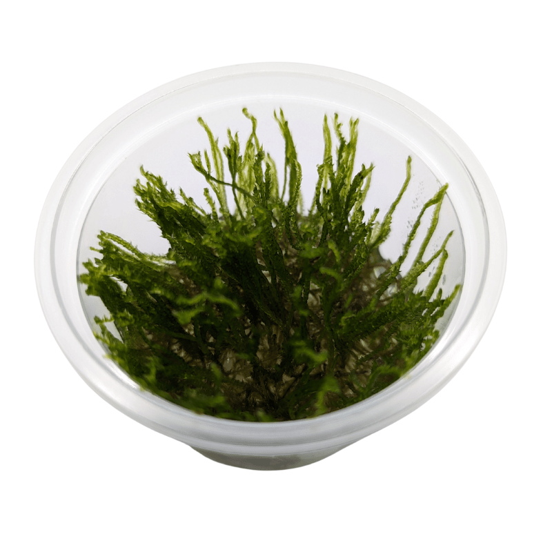 Aquadip Erect Moss Vesicularia Reticulata In-Vitro Cup