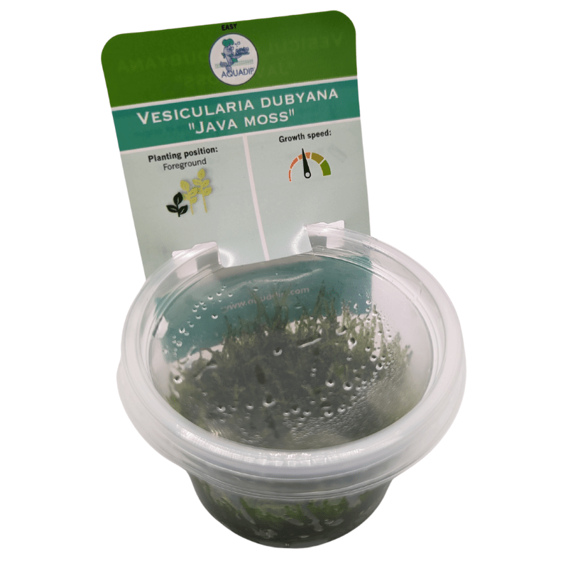 Aquadip Java Moss Vesicularia Dubyana In-Vitro Cup