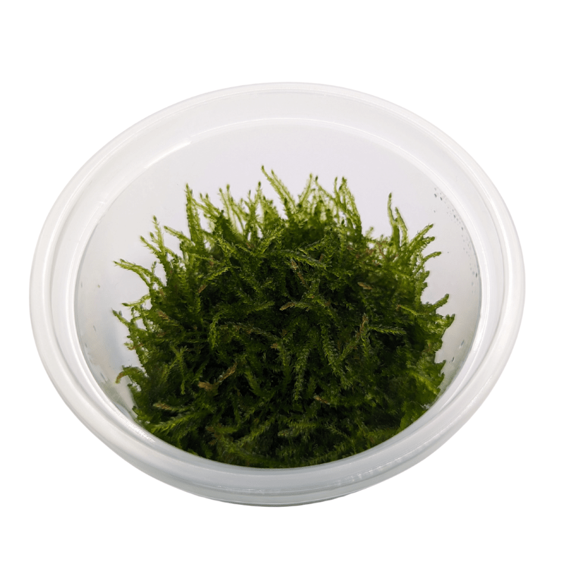 Aquadip Java Moss Vesicularia Dubyana In-Vitro Cup