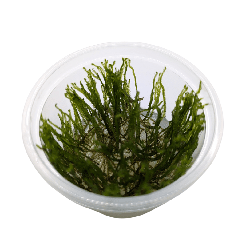 Aquadip Peacock Moss Taxiphyllum Sp. In-Vitro Cup