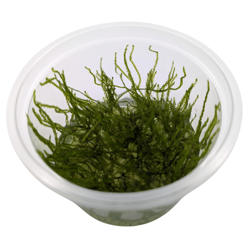 Aquadip Spiky Moss Taxiphyllum Sp. In-Vitro Cup