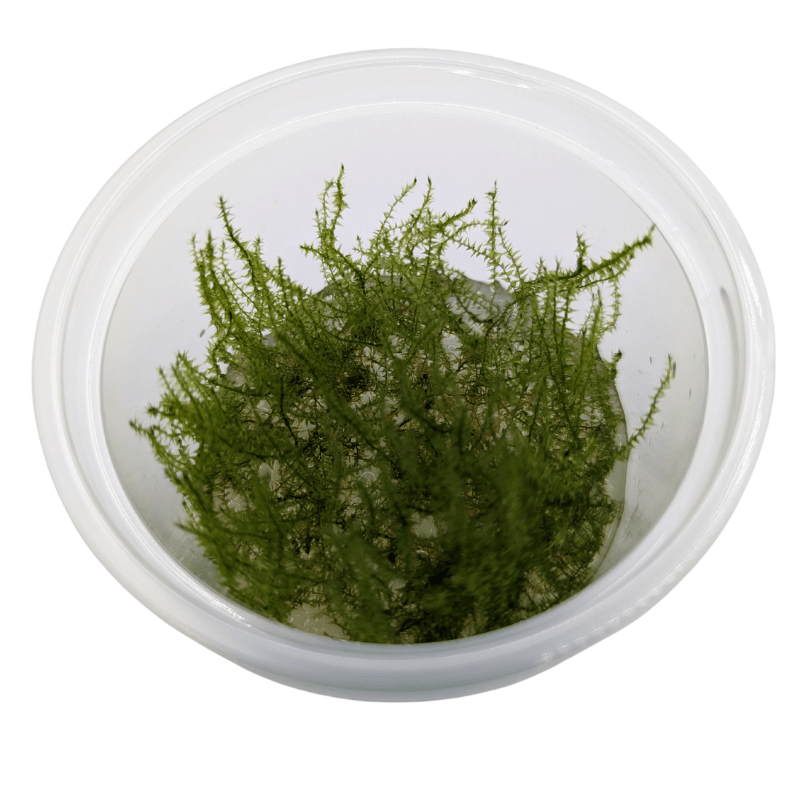 Aquadip Stringy Moss Taxiphyllum Sp. In-Vitro Cup