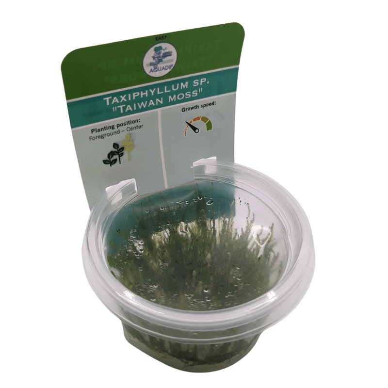 Aquadip Taiwan Moss Taxiphyllum Sp. In-Vitro Cup