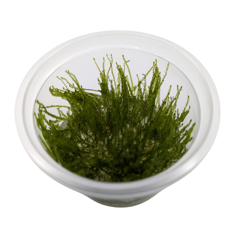 Aquadip Taiwan Moss Taxiphyllum Sp. In-Vitro Cup