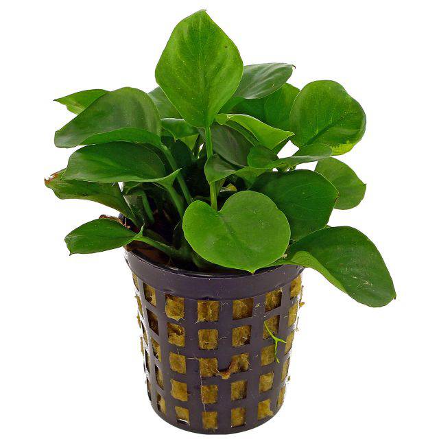 Anubias Barteri Gold Coin Live Tropical Plant Potted - Real Aquatics