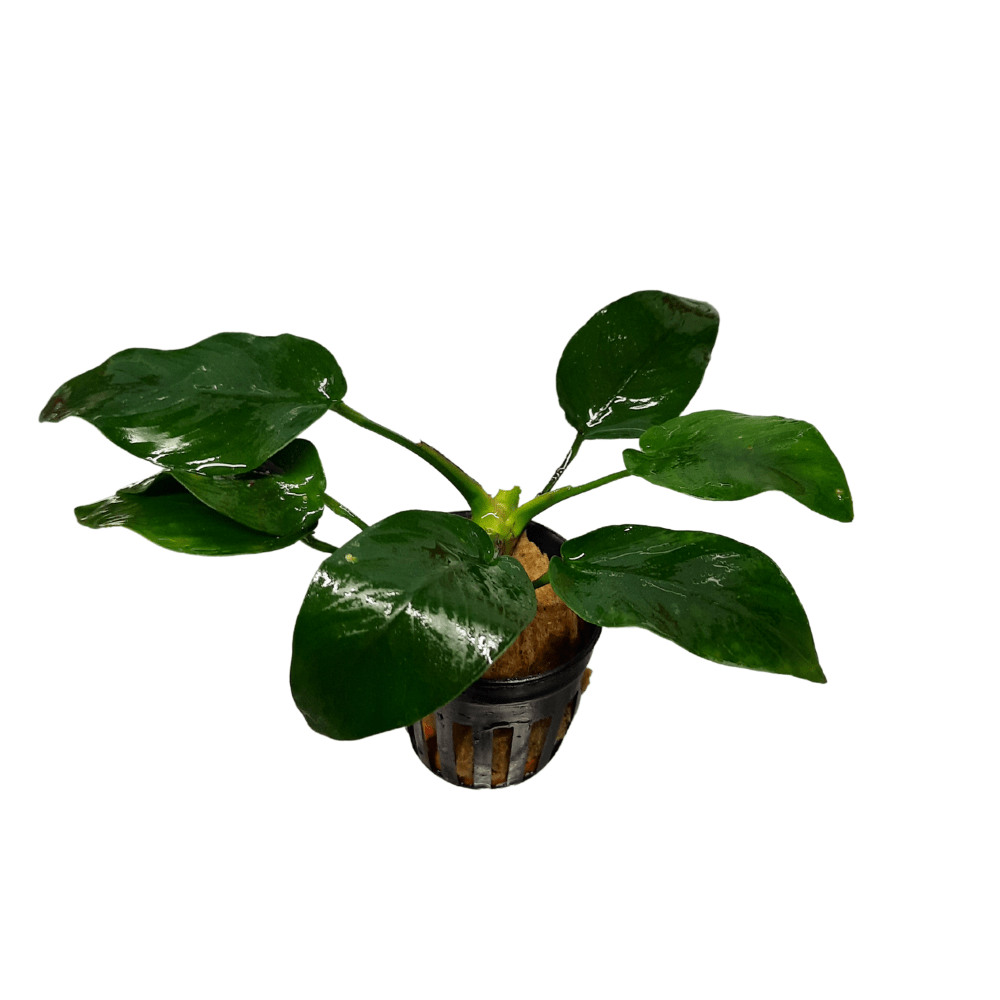 Anubias Barteri Nana Live Plant Potted - Real Aquatics