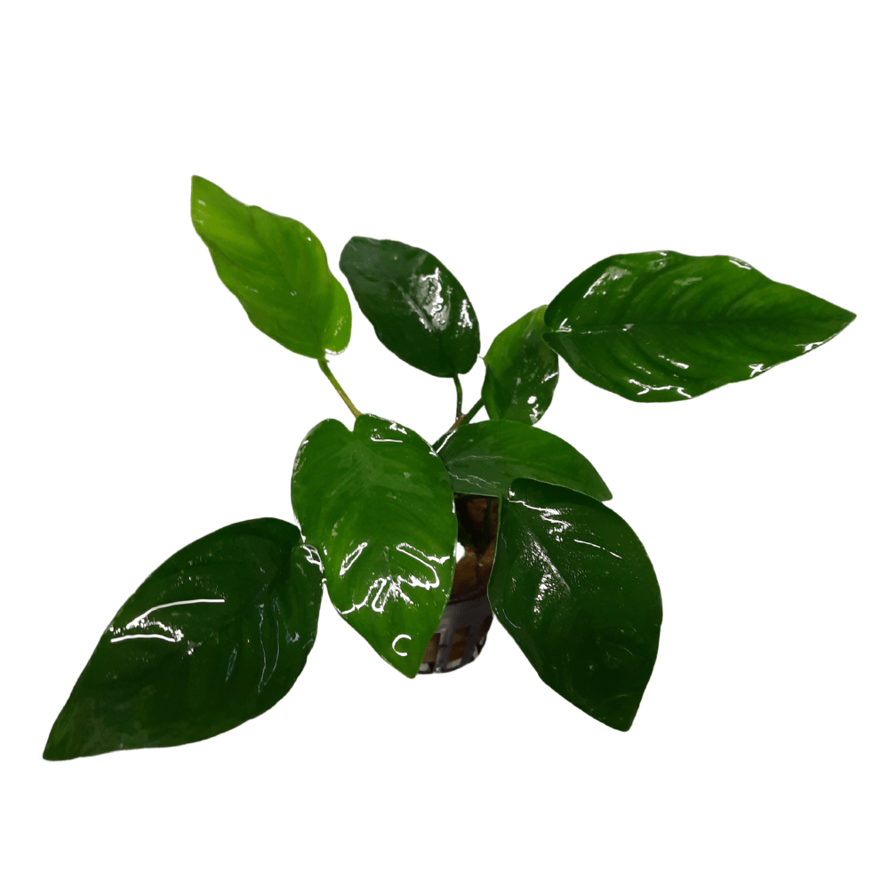 Anubias Barteri Nana Live Plant Potted - Real Aquatics