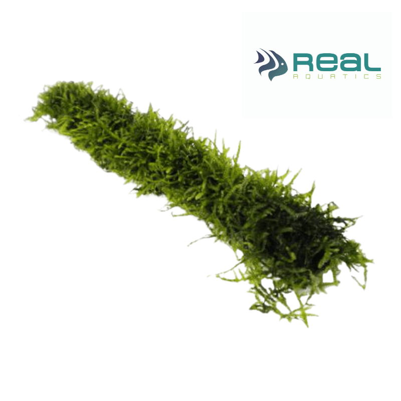 Mossy Bamboo Stick with Java Moss 8" / 20cm - Real Aquatics