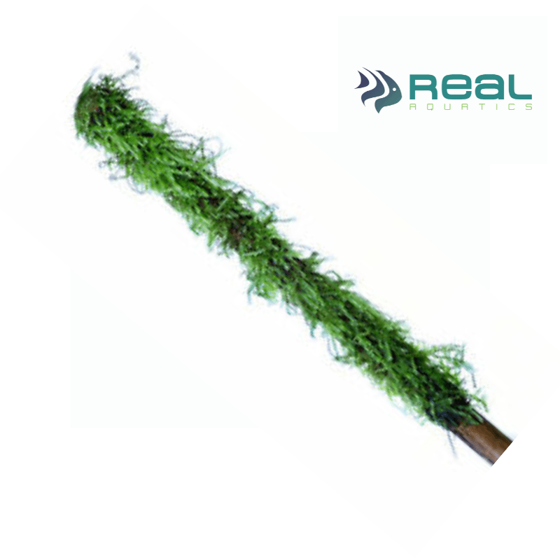 Mossy Bamboo Stick with Java Moss 8" / 20cm - Real Aquatics