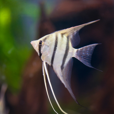 Zebra Angel Fish | Real Aquatics