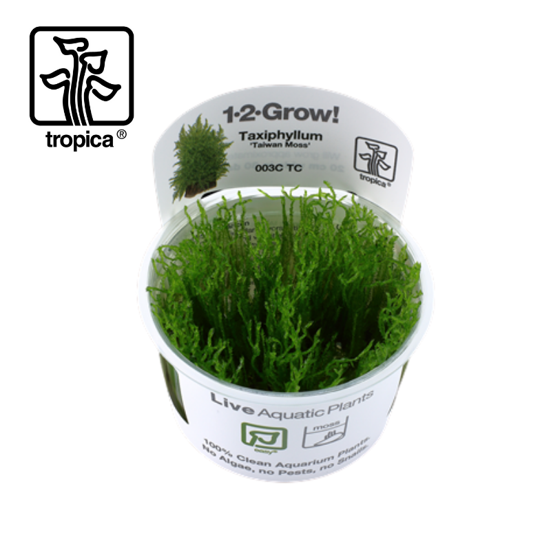 Tropica In-Vitro 1-2-Grow! Taxiphyllum 'Taiwan Moss'