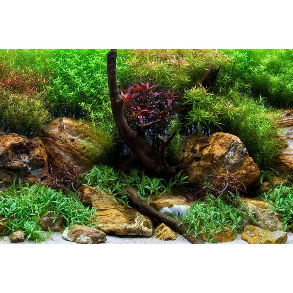 Marina Aquatic Garden & Bright Stone Aquarium Double Sided Background