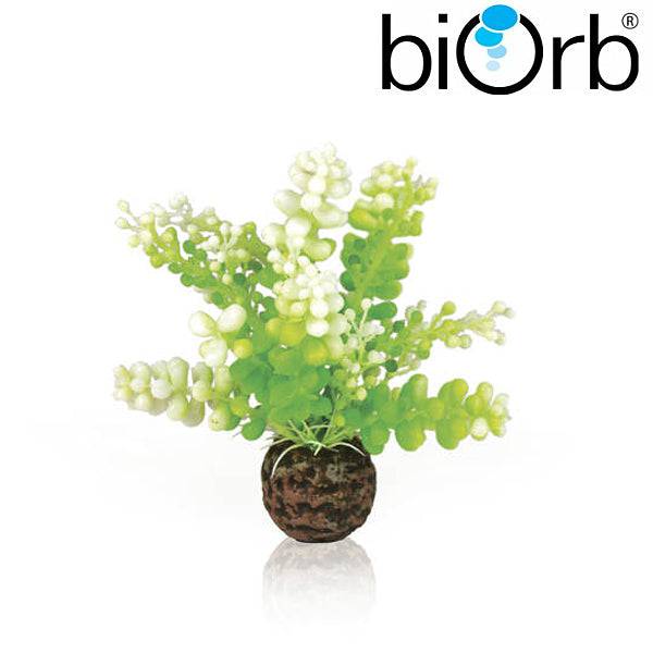 BiOrb Aquatic Caulerpa Green 46090 - Real Aquatics