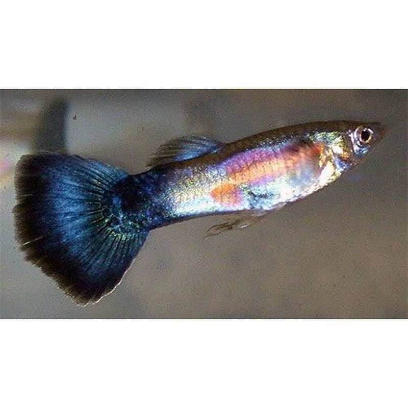 Purple Queen Male Guppy