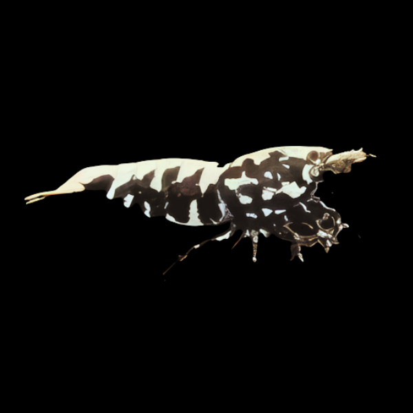 10 x Black Zebra Stardust High Grade Shrimp Caridina Sp 2cm - Real Aquatics