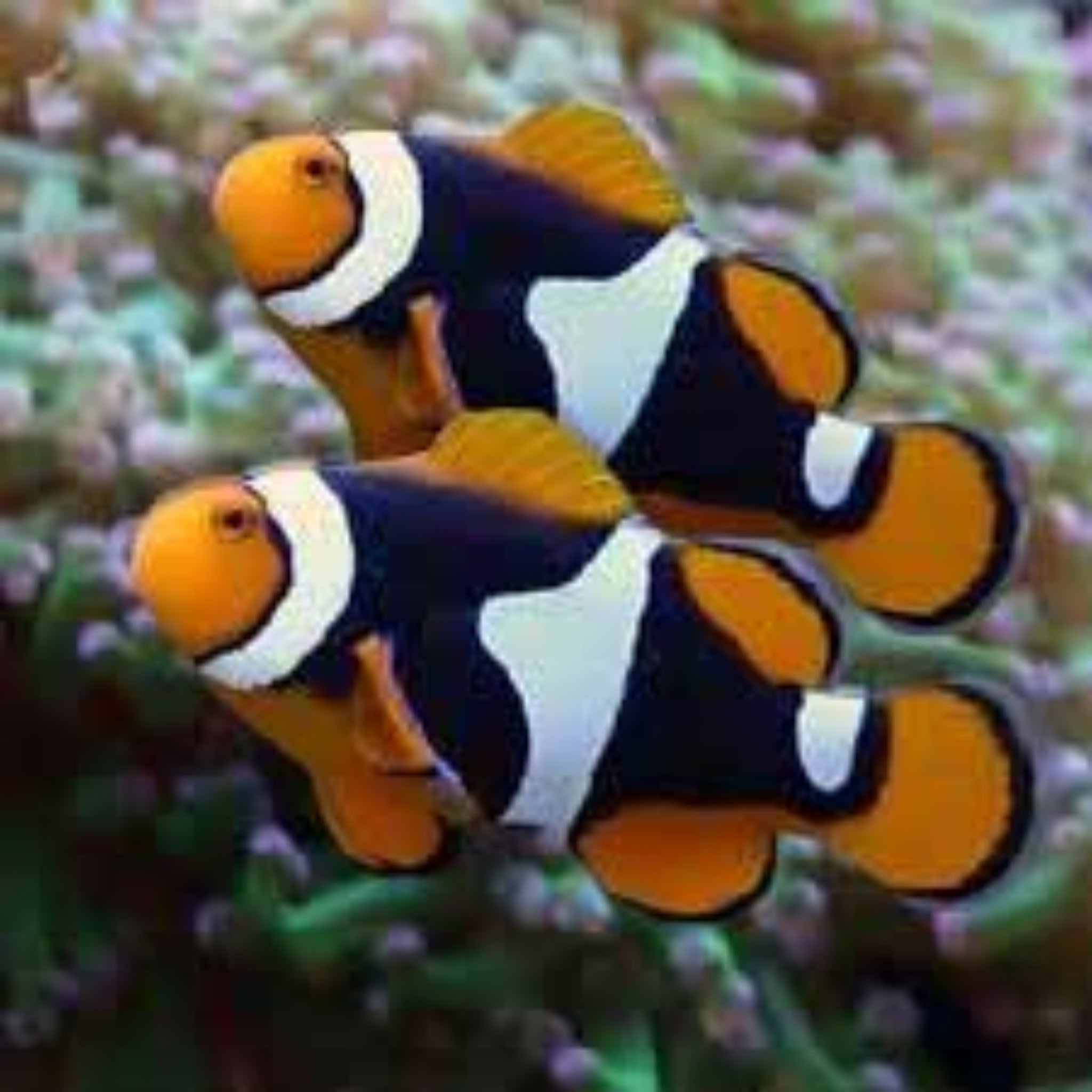 Solomon True Black Percula Clownfish (Amphiprion percula)