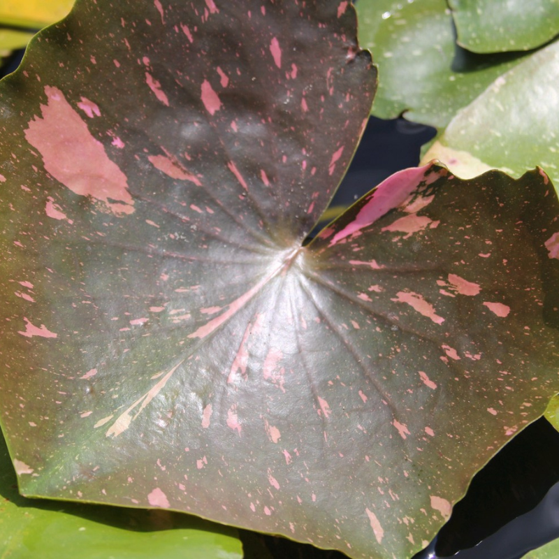 Nymphaea Arc-En-Ciel Water Lily