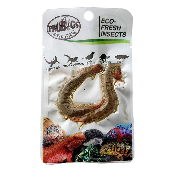 ProBugs Eco Fresh Insects Centipedes 2pcs