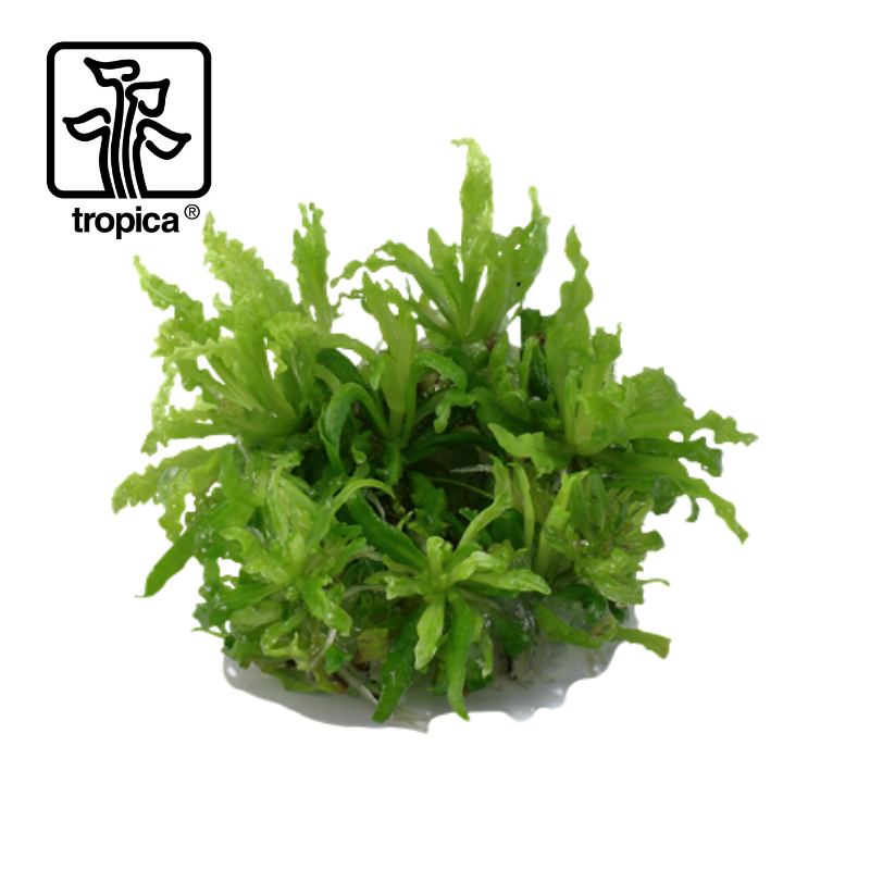 Tropica In-Vitro 1-2-Grow! Pogostemon Helferi