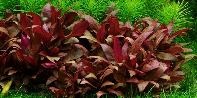 Tropica In Vitro 1-2-grow! Alternanthera reineckii 'Mini'