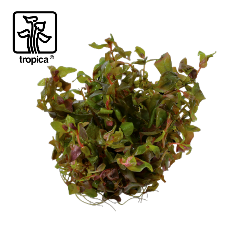 Tropica In-Vitro 1-2-Grow! Rotala Macrandra