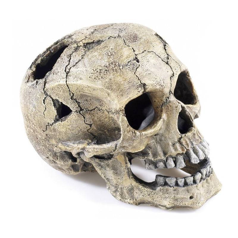 Classic Aquatics Cracked Skull Ornament - Real Aquatics