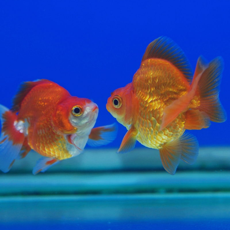 Assorted Ryukin Goldfish 2-3"