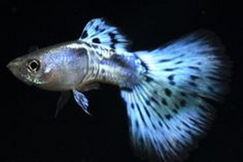 Blue Mosaic Guppy