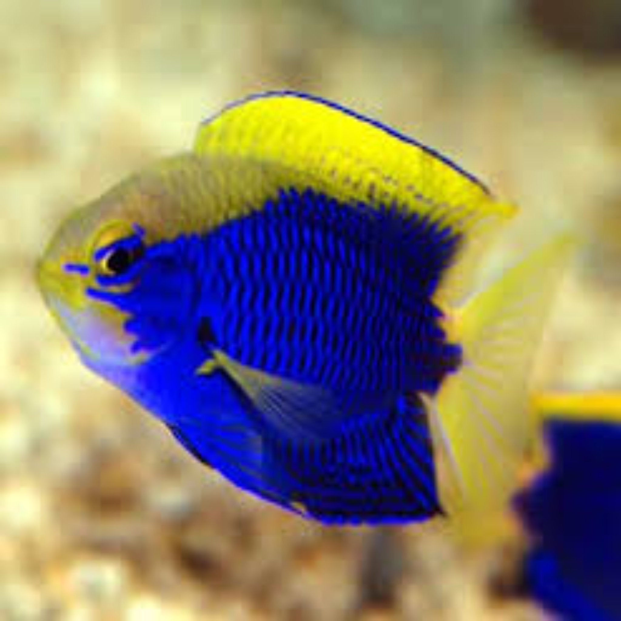 Starck’s Damsel (Chrysiptera starcki)