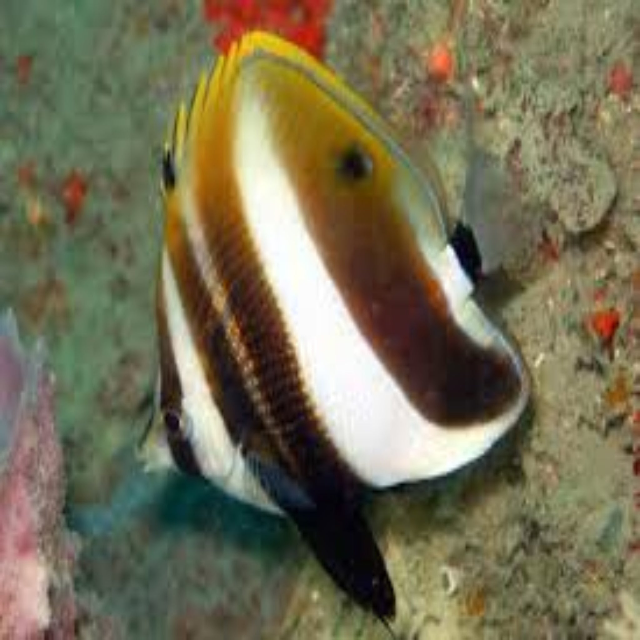 Australian Highfin Coralfish (Coradion altivelis)