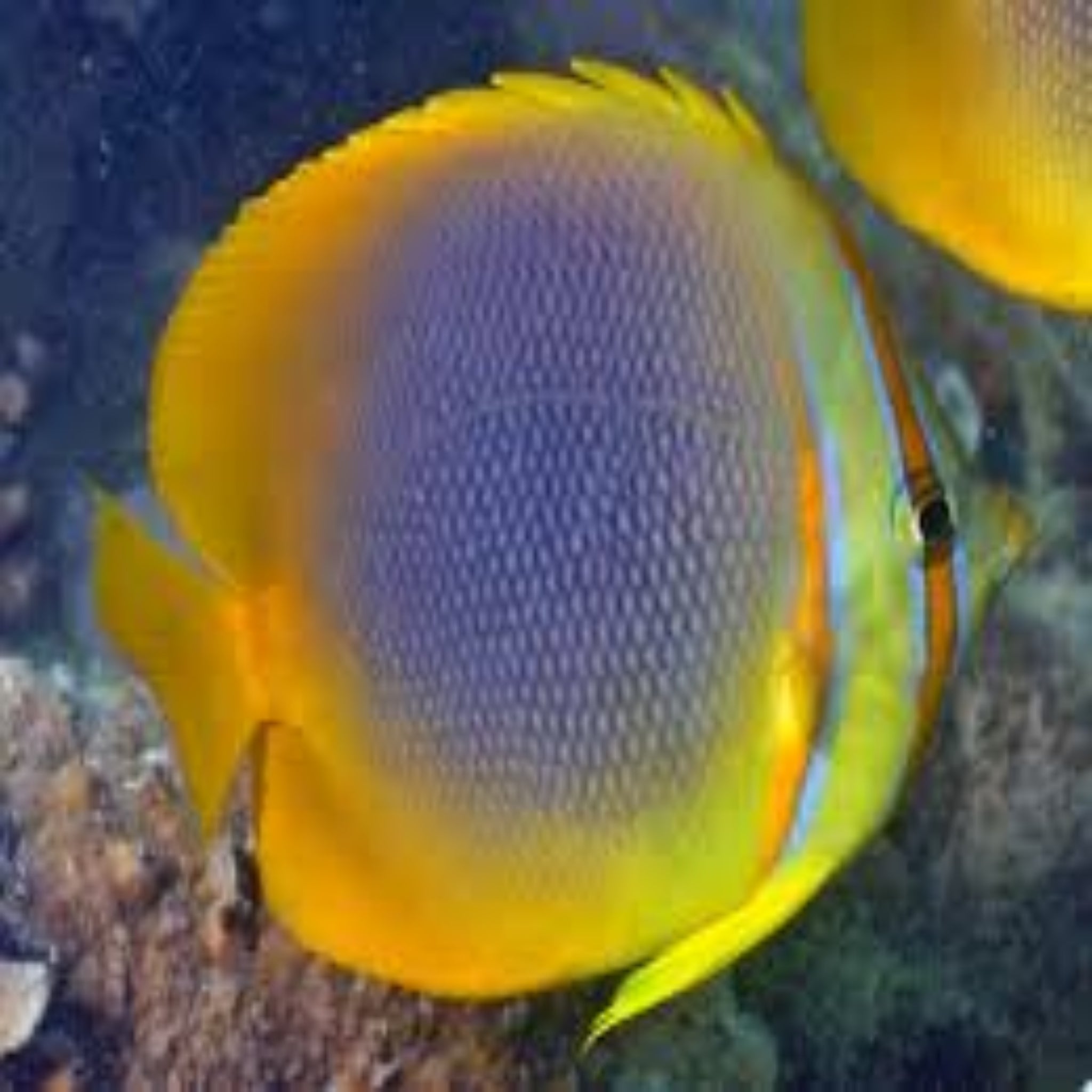 Australian Golden Butterflyfish (Chaetodon aureofasciatus)