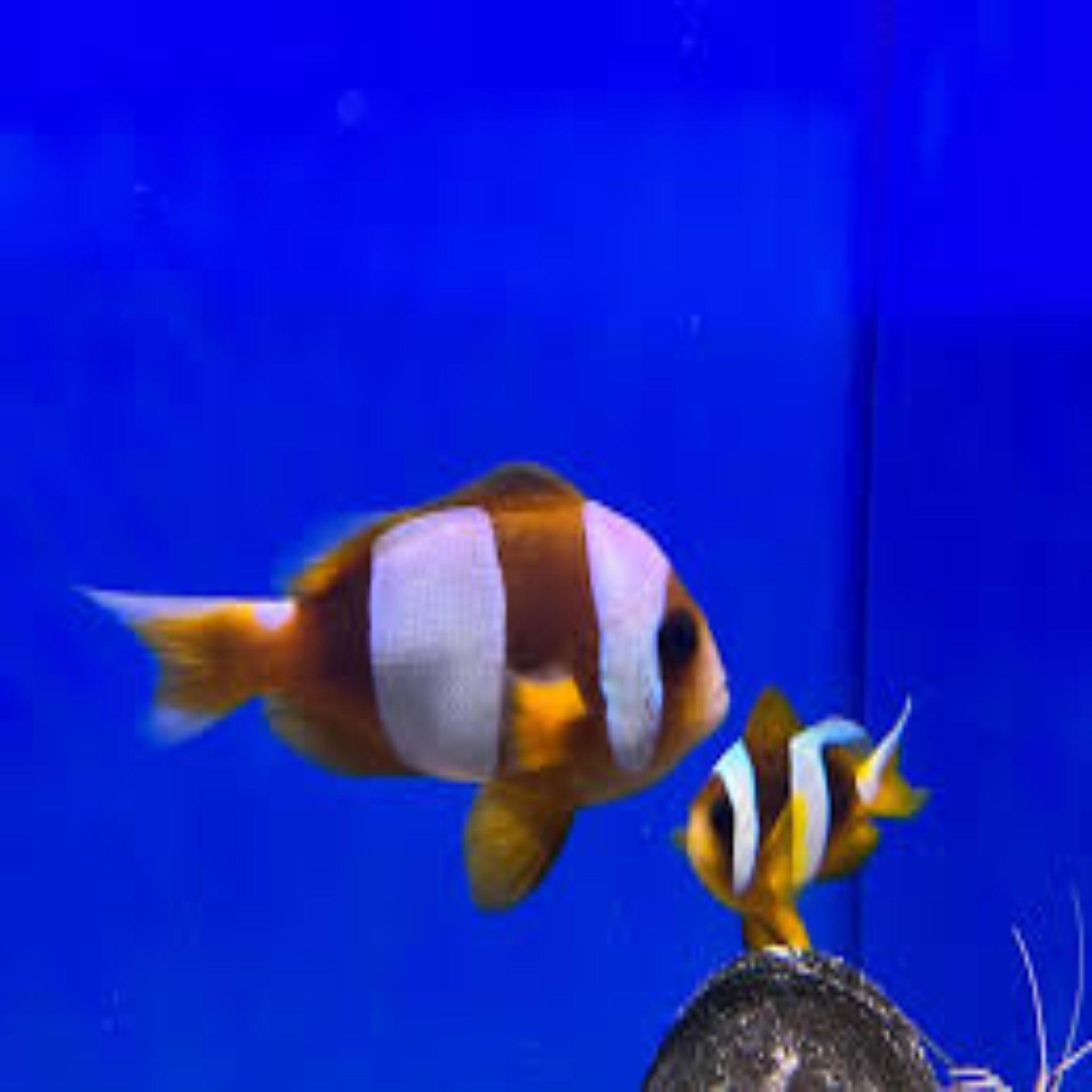 Latifasciatus Clownfish (Amphiprion latifasciatus)