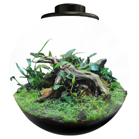 Terrariums