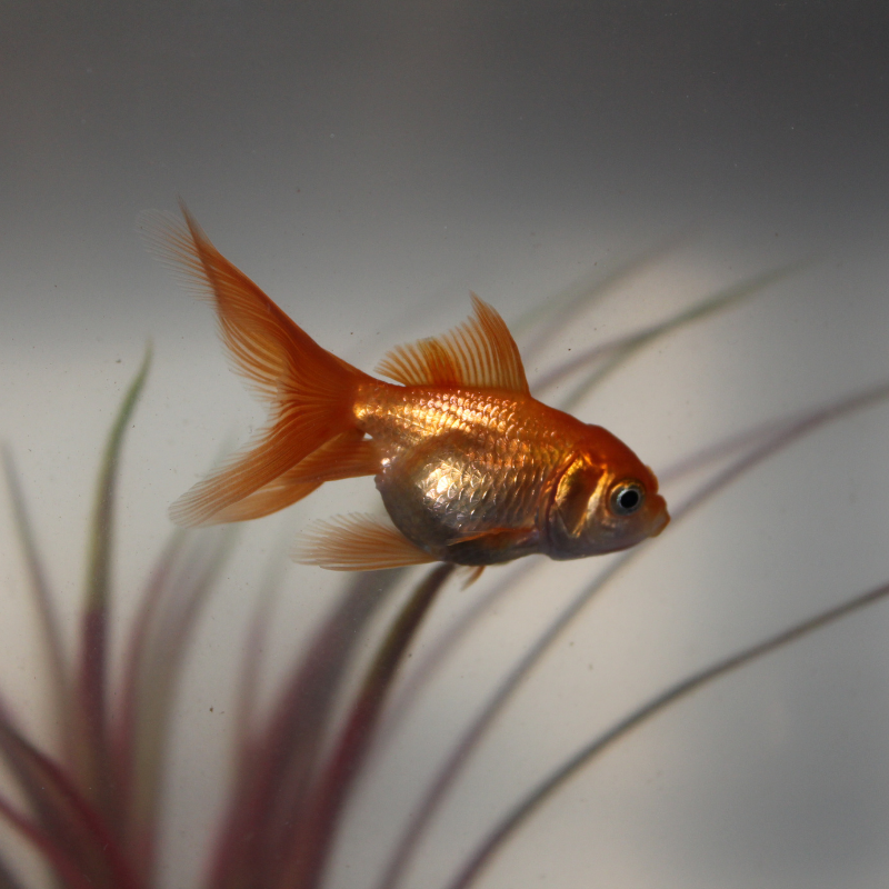 Red Fantail Goldfish 2-3"