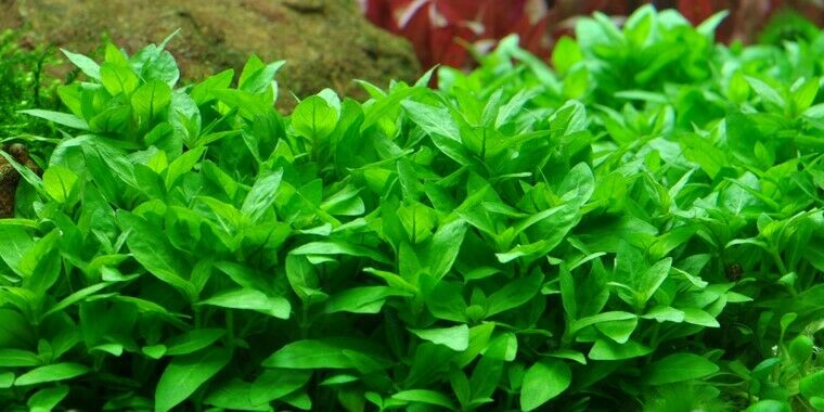 Tropica In Vitro 1-2-grow! Staurogyne Repens