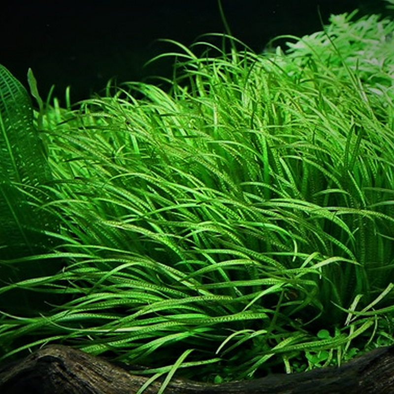 Tropica In-Vitro 1-2-Grow! Blyxa Japonica